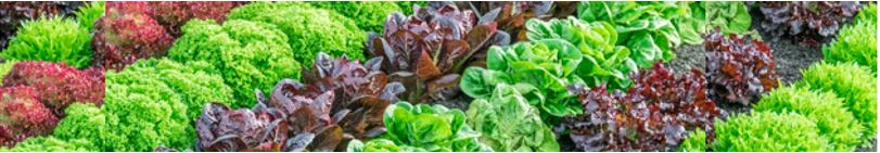 Image of lettuce and other vegetables growing in tight rows