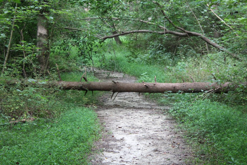 Trail in woods blocked by a log