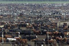 Several breeds of cattle at Harris Ranch feedlot.