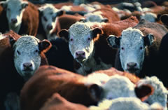 Hereford cows in a California stockyard.