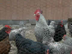 Rooster and chickens in a pen at a small poultry operation.