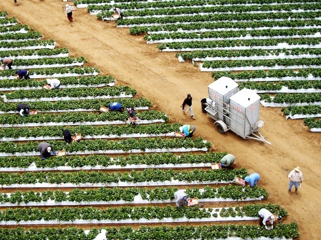 Farmers working row crops. Photo courtesy Regeneracion, an EJ Small Grant recipient in 2019