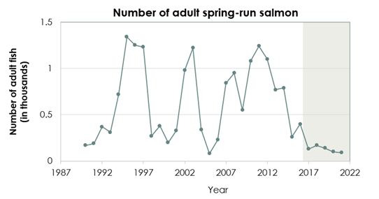 A graph showing the number of adult spring-run salmon over the years